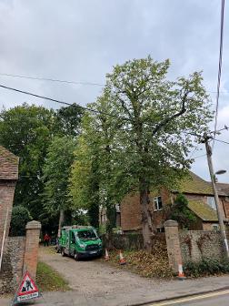 Tree Pruned