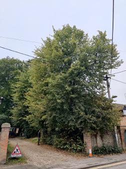 Tree Pruned